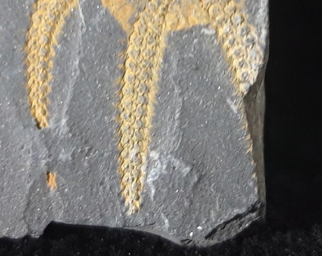 Ophiura sp. LAMARCK 1801 - Bild © FossNet FossilienStore